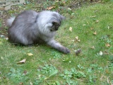 Die erste Maus